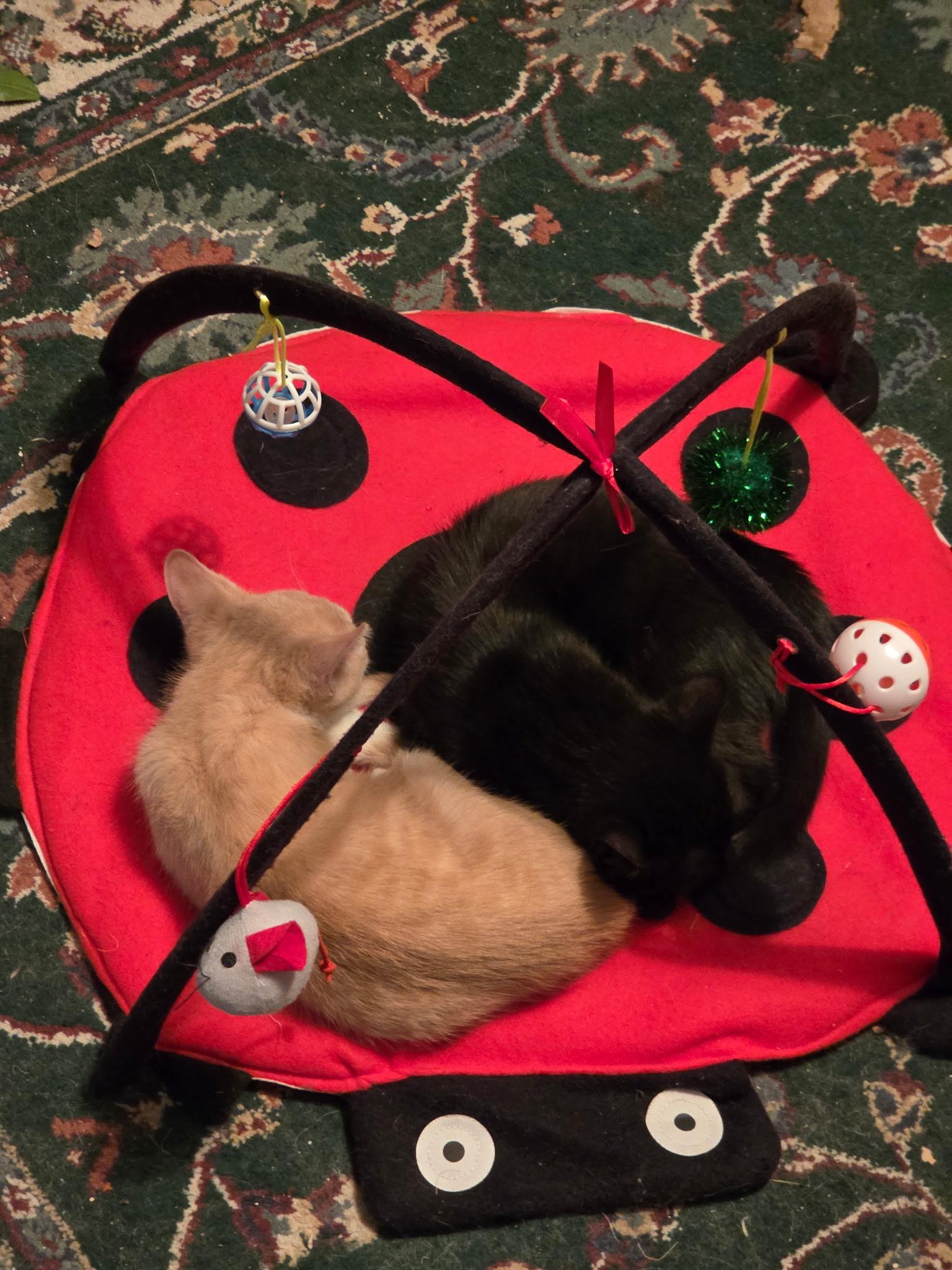 Tim Tebow, an adopted Domestic Short Hair in Jeffersonville, IN image 2/2