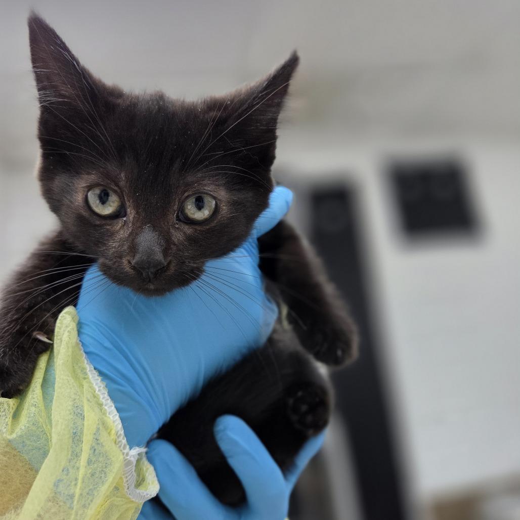 Carbon, Adoptable, Kitten Female Domestic Short Hair.