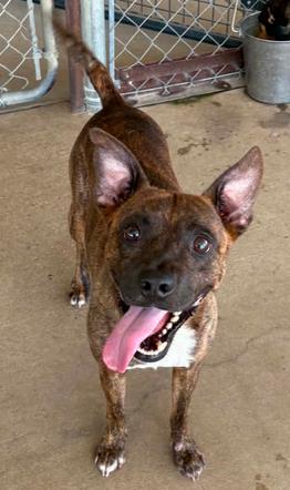 Ranger, Adoptable, Adult Male Mixed Breed & Mixed Breed.