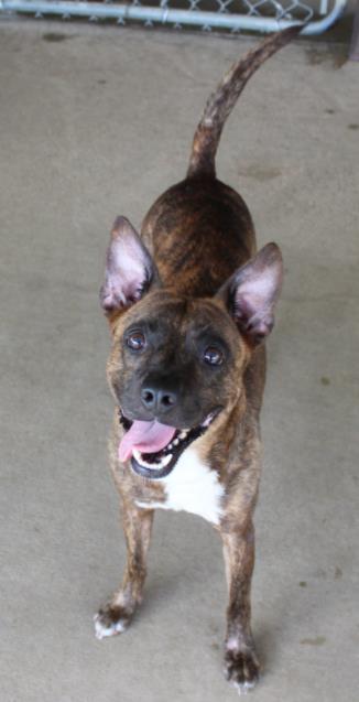 Ranger, a Adoptable mixed breed in Lampasas, TX image 2/2