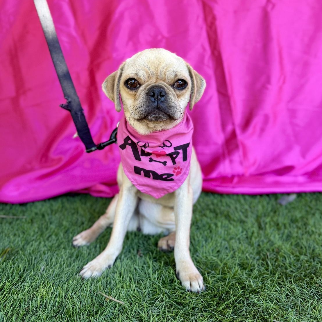 Enlarge DAYNA, a ADOPTABLE mixed breed in Rowland Heights, CA image 3/6