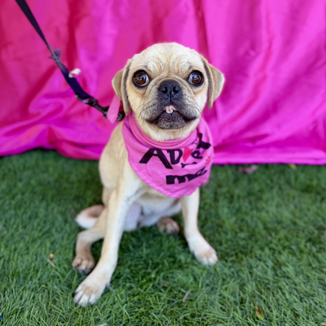 Enlarge DAYNA, a ADOPTABLE mixed breed in Rowland Heights, CA image 6/6