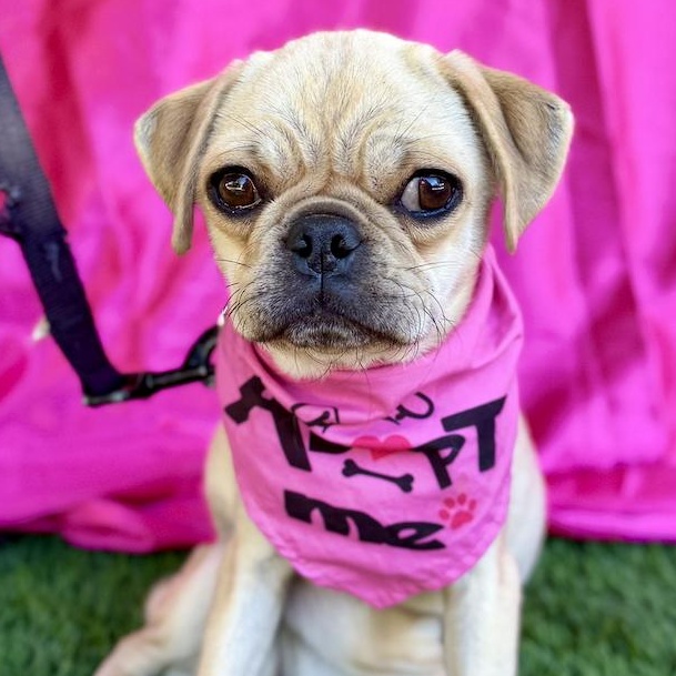 Enlarge DAYNA, a ADOPTABLE mixed breed in Rowland Heights, CA image 1/6