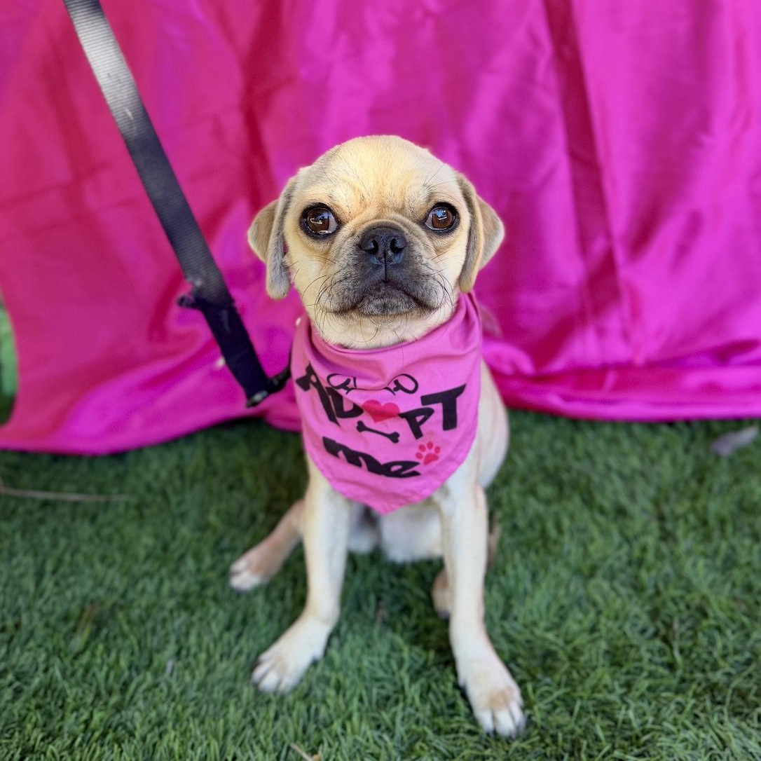 Enlarge DAYNA, a ADOPTABLE mixed breed in Rowland Heights, CA image 4/6