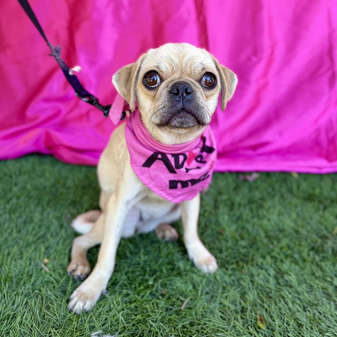 Enlarge DAYNA, a ADOPTABLE mixed breed in Rowland Heights, CA image 2/6