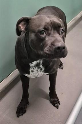 Enlarge Jannie, a ADOPTABLE mixed breed in Butte, MT image 1/1