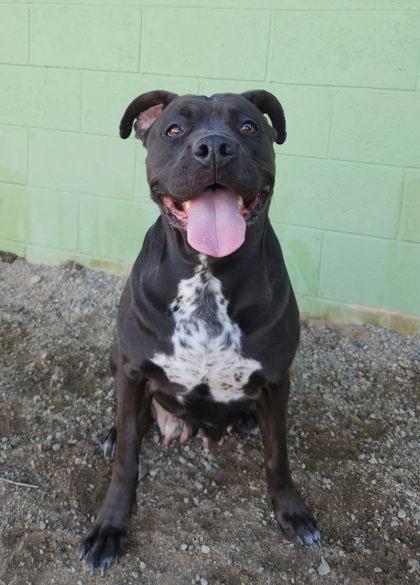 Jannie, ADOPTABLE, Adult Female Pit Bull Terrier & Black Labrador Retriever.