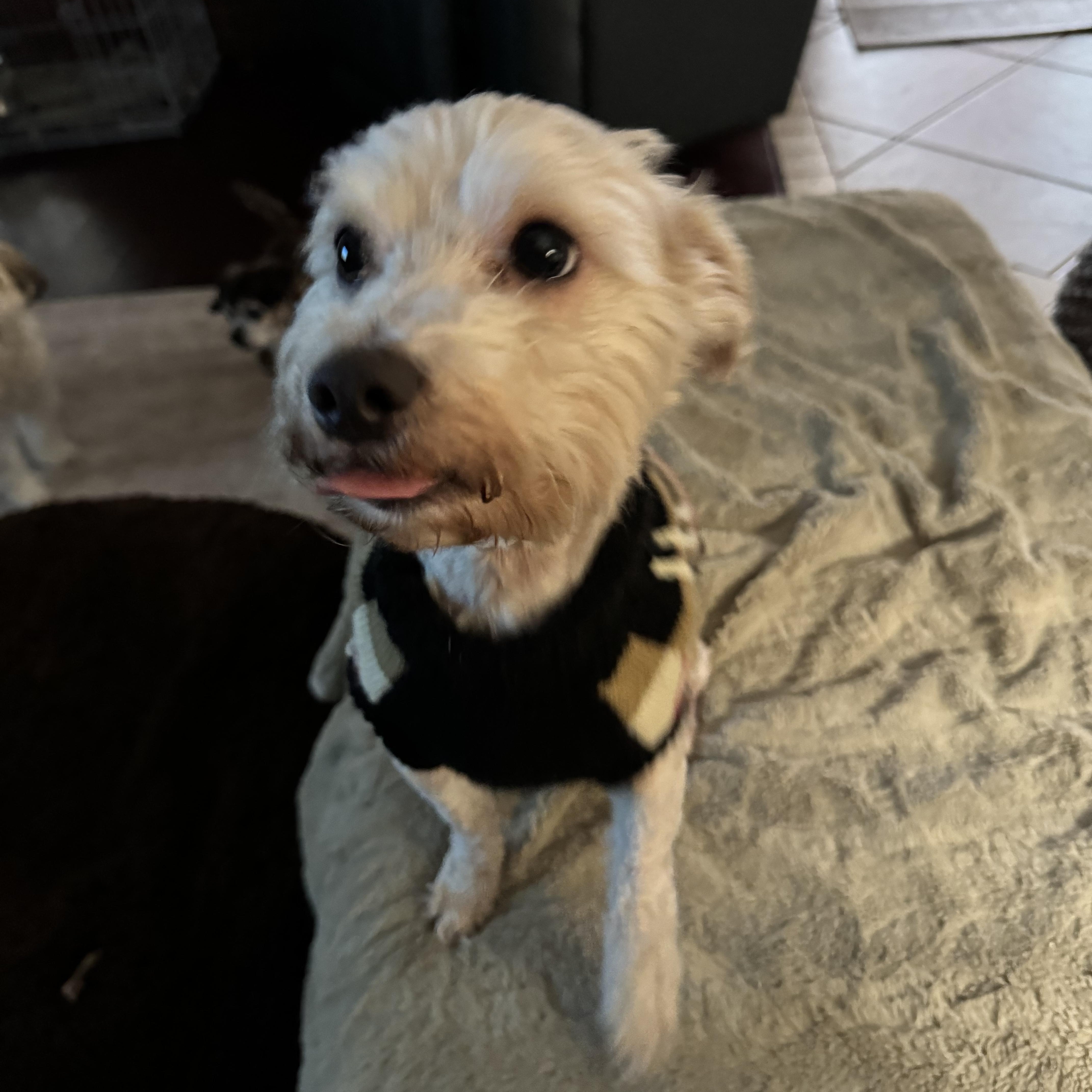 Charles, an adopted mixed breed in Great Bend, KS image 2/3