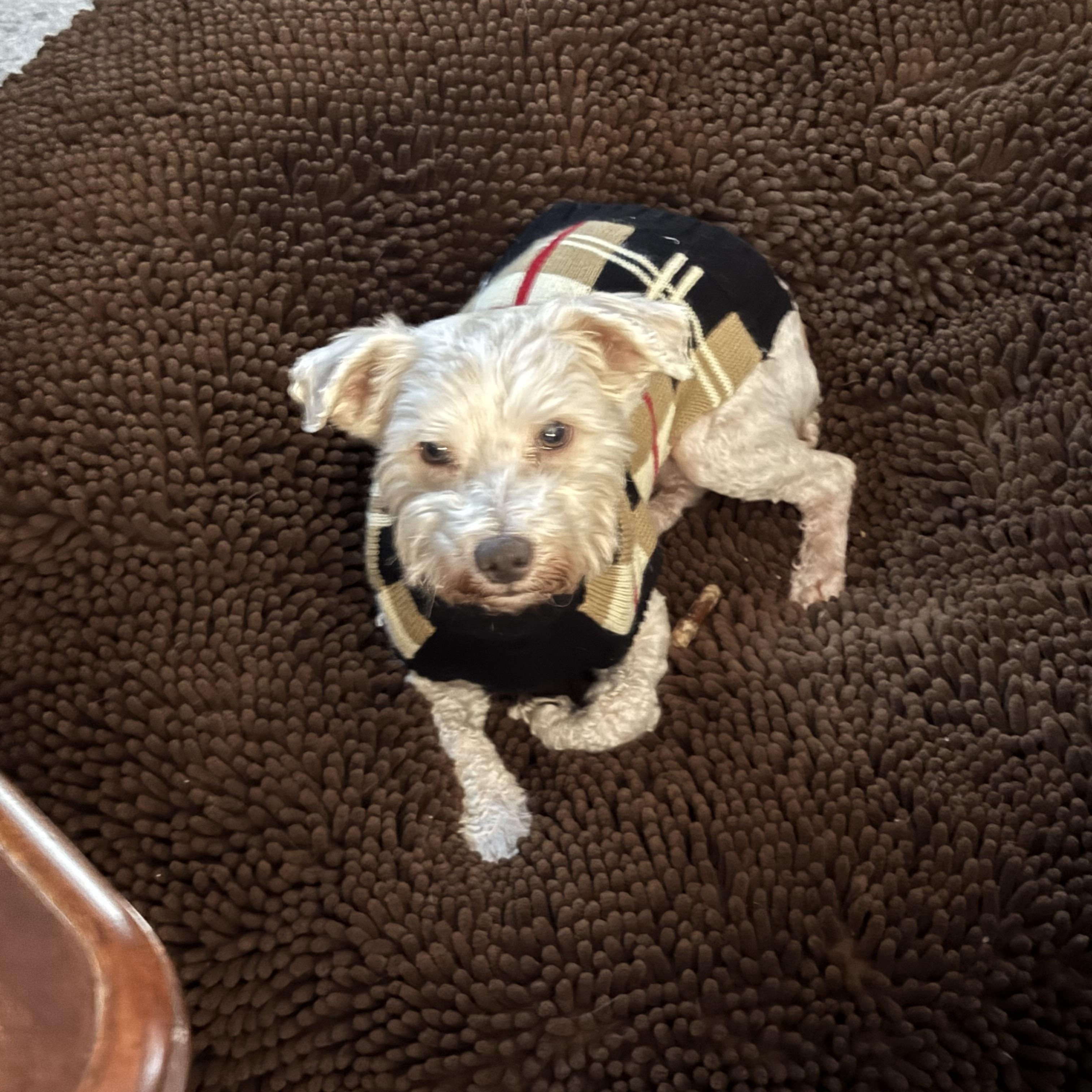 Charles, an adopted mixed breed in Great Bend, KS image 3/3