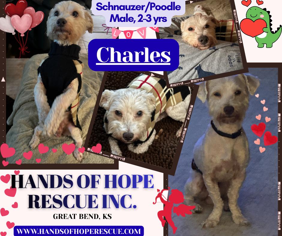 Charles, adopted, Adult Male Miniature Schnauzer & Miniature Poodle.
