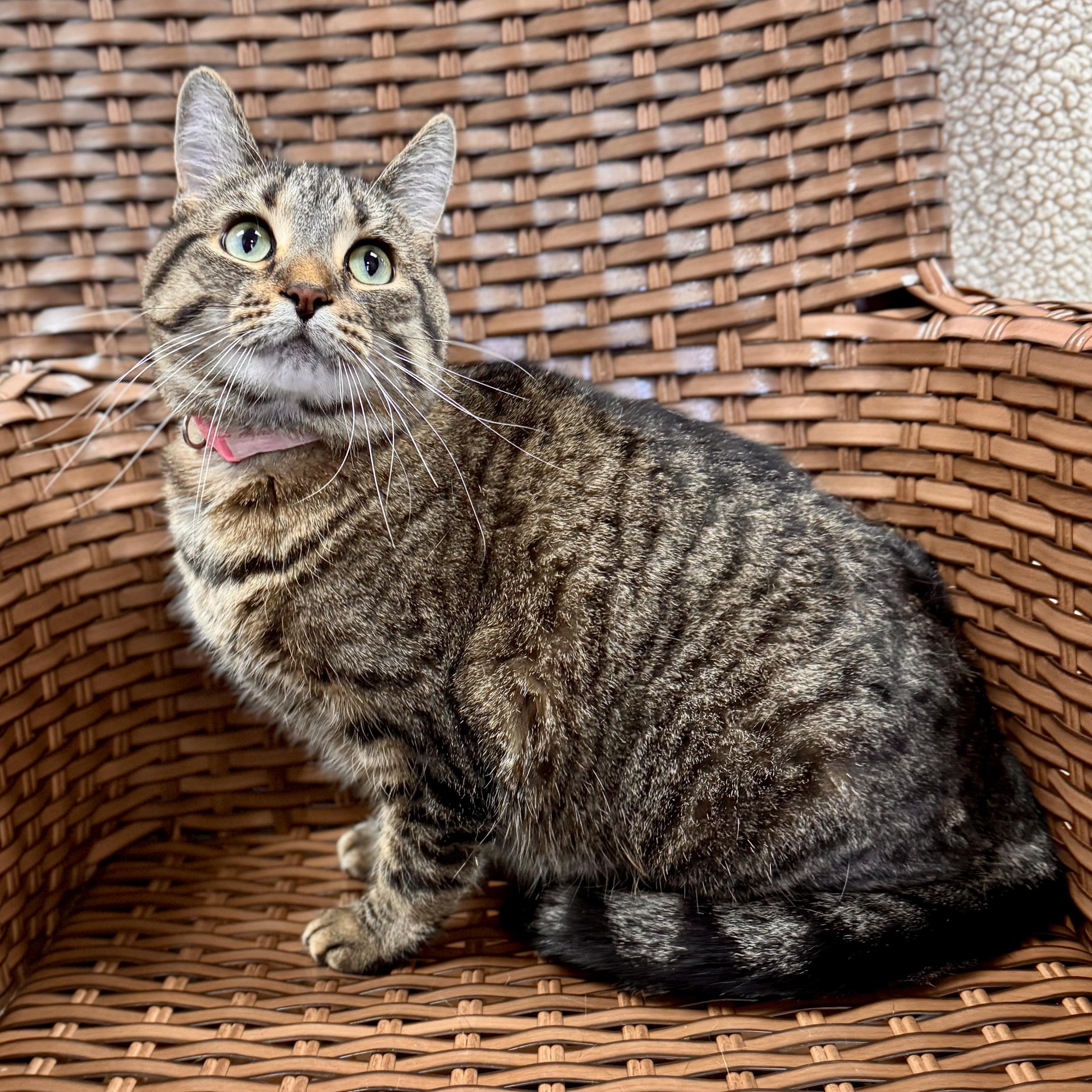 Hoku, adoptable, Adult Female Domestic Short Hair.