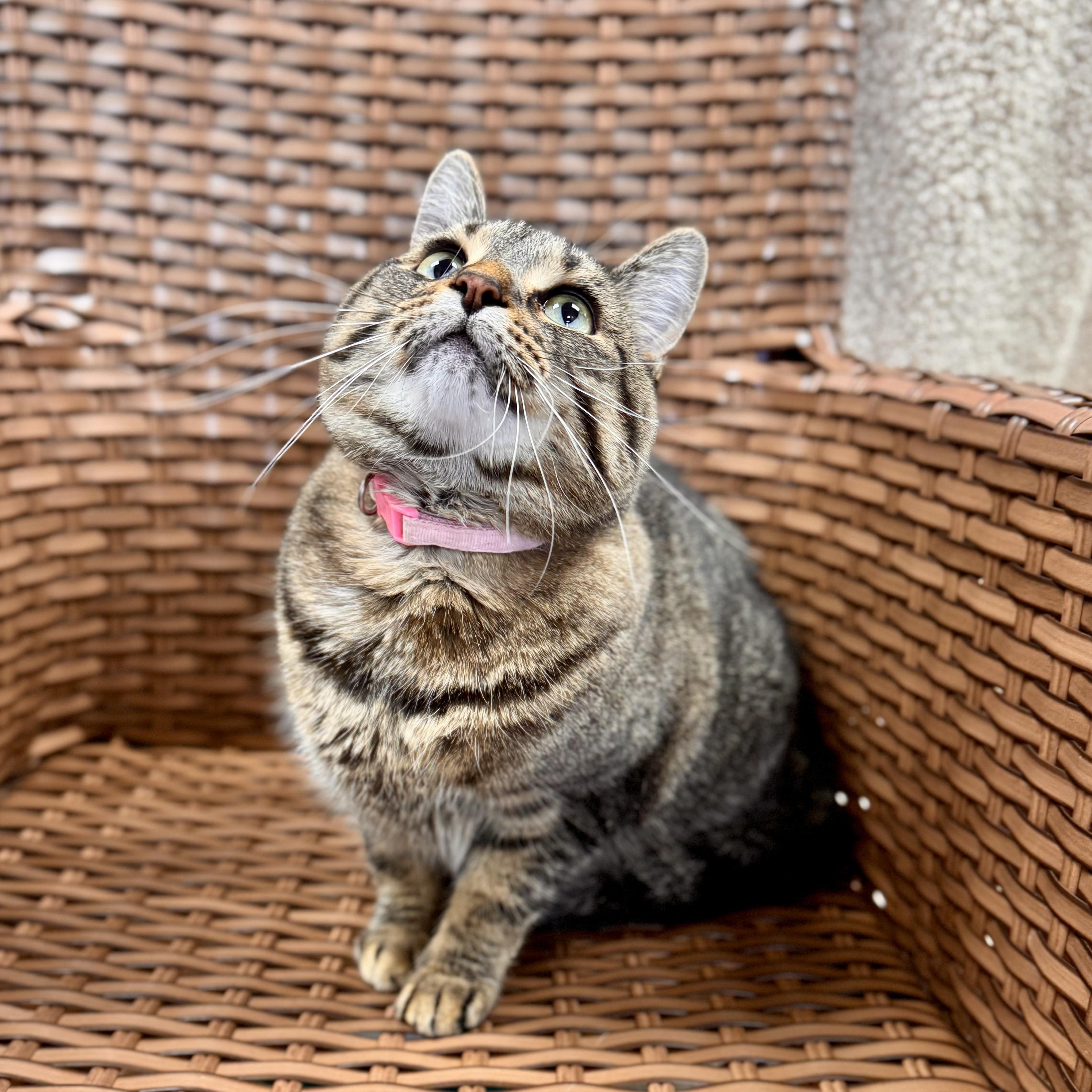 Hoku, an adoptable Domestic Short Hair in Midland, MI image 2/3
