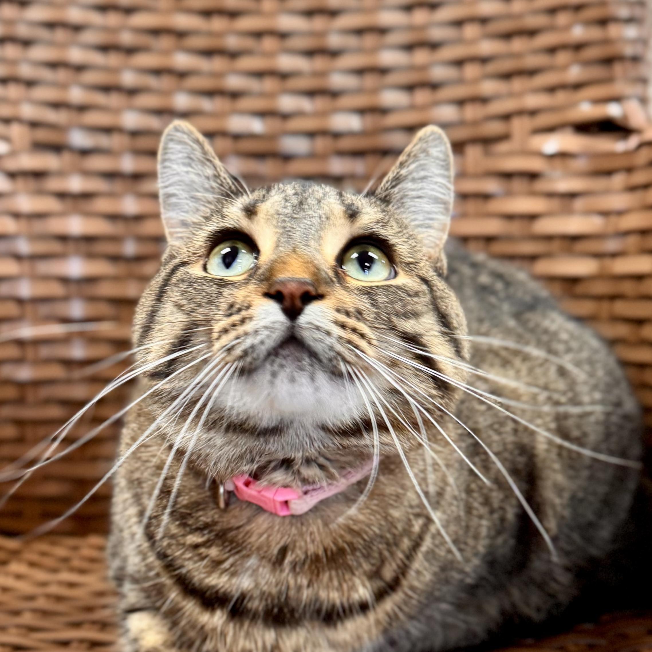 Hoku, an adoptable Domestic Short Hair in Midland, MI image 3/3