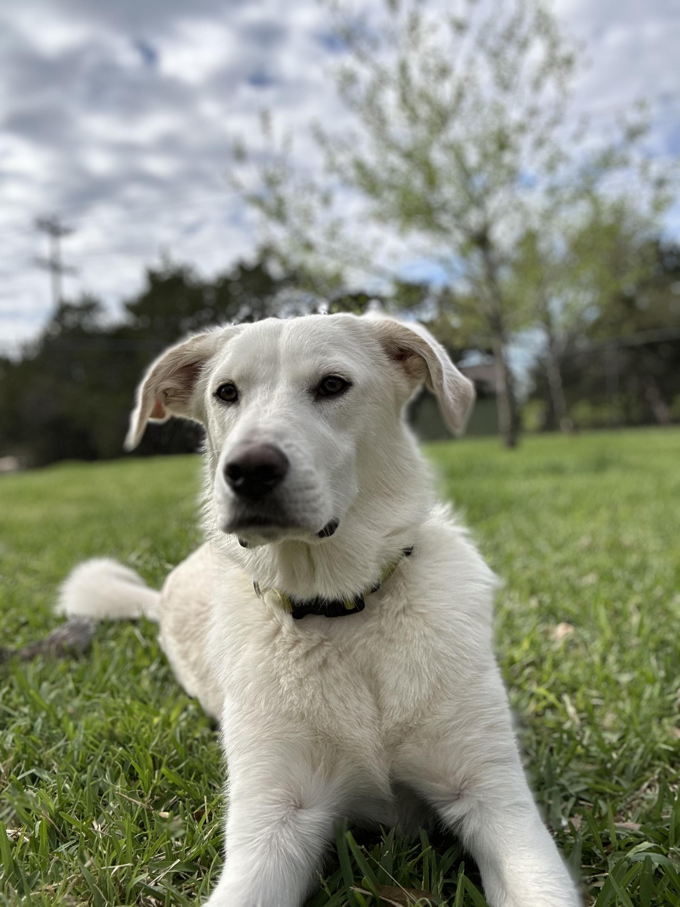 Ollie