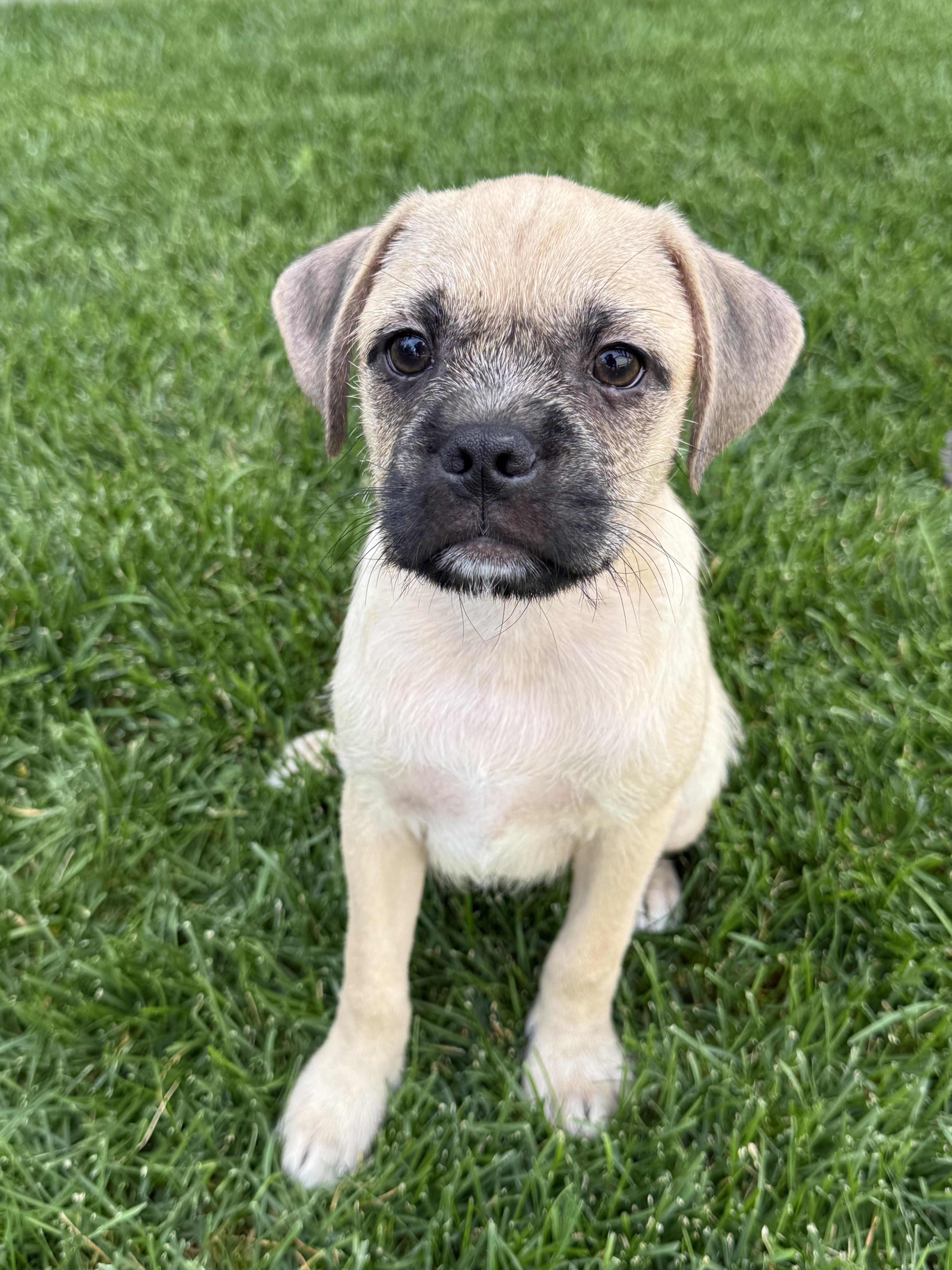 Enlarge Shiloh, a Adoptable mixed breed in Fort Collins, CO image 2/6