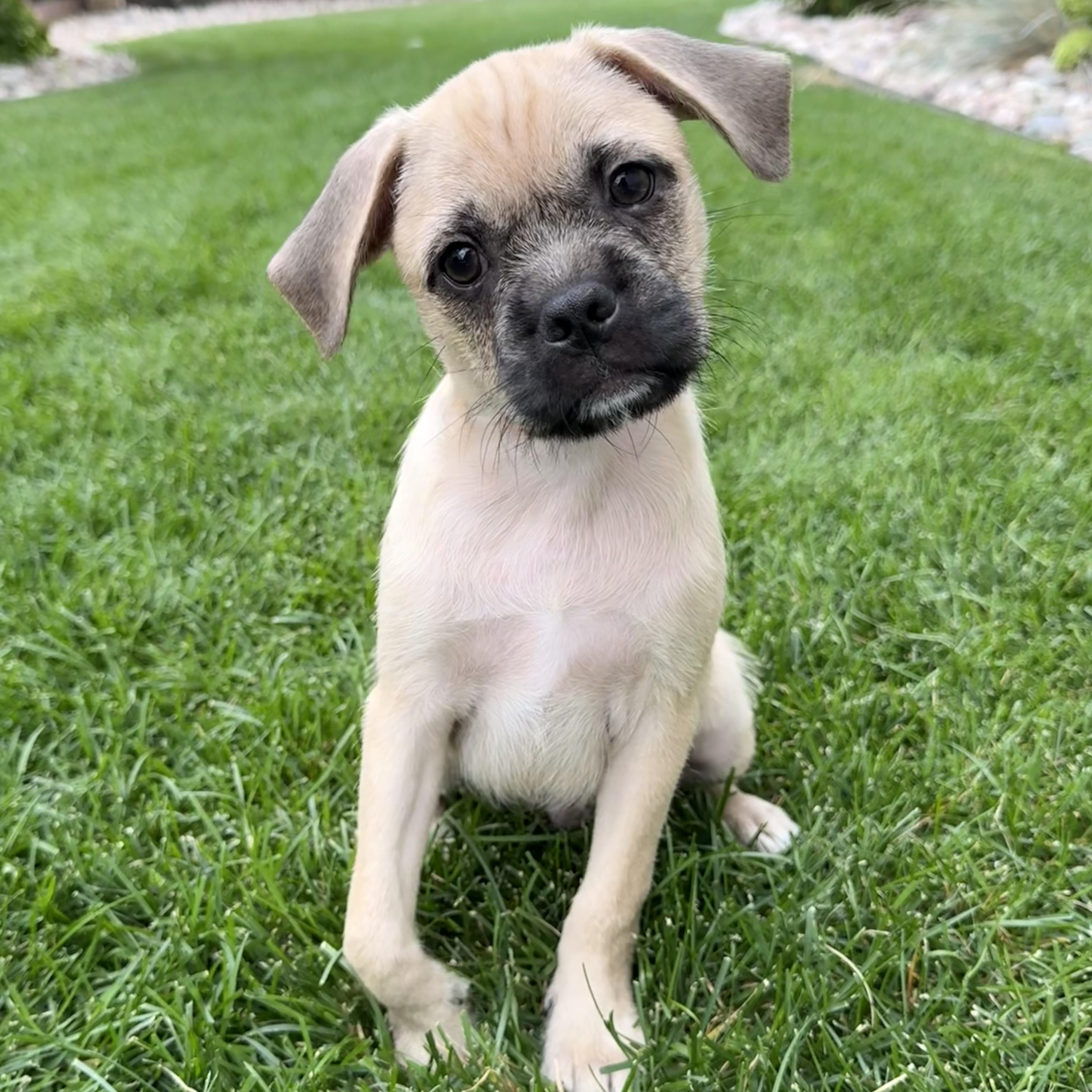 Shiloh, Adoptable, Puppy Male Pug & Shepherd.