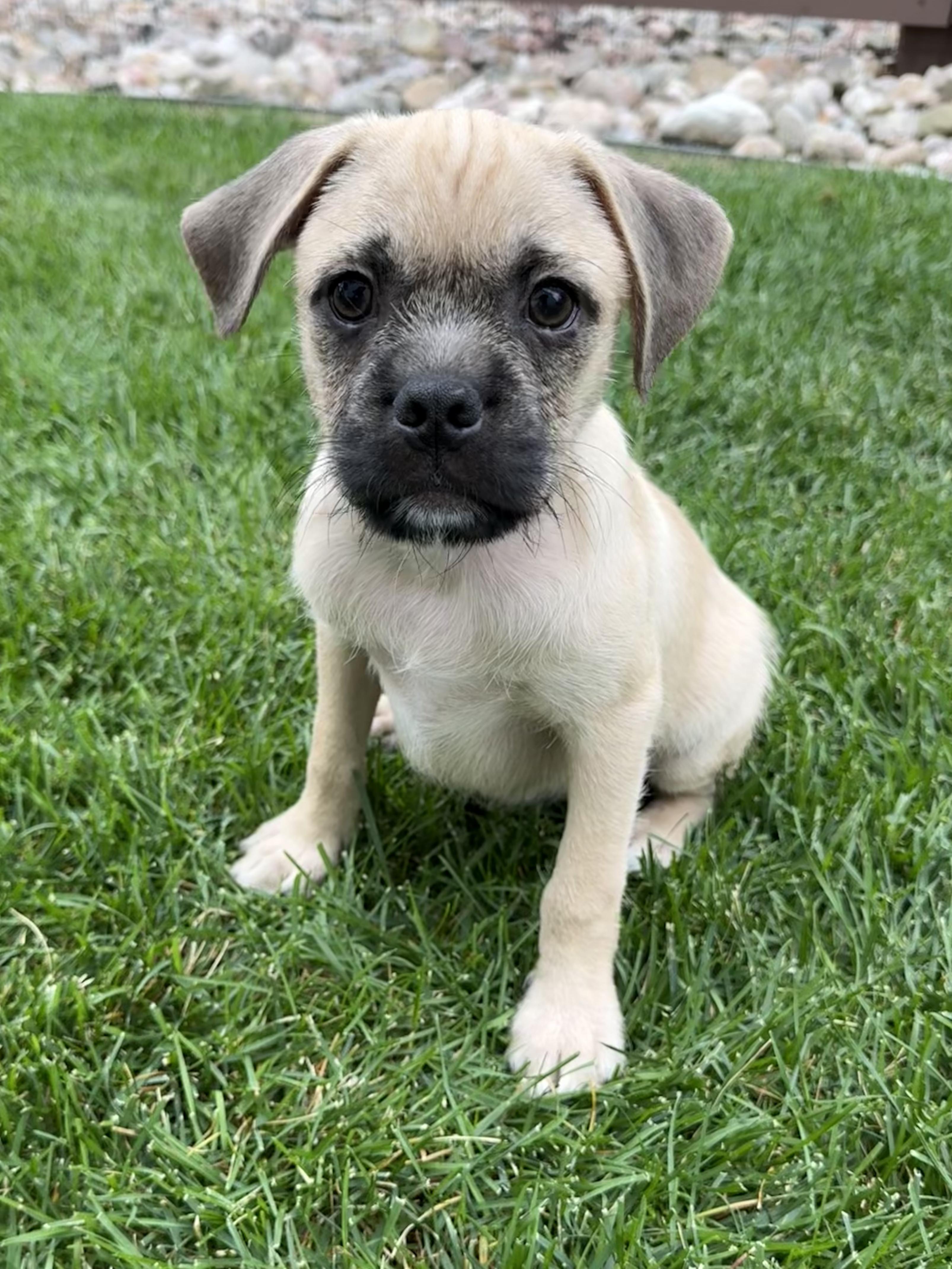 Enlarge Shiloh, a Adoptable mixed breed in Fort Collins, CO image 3/6