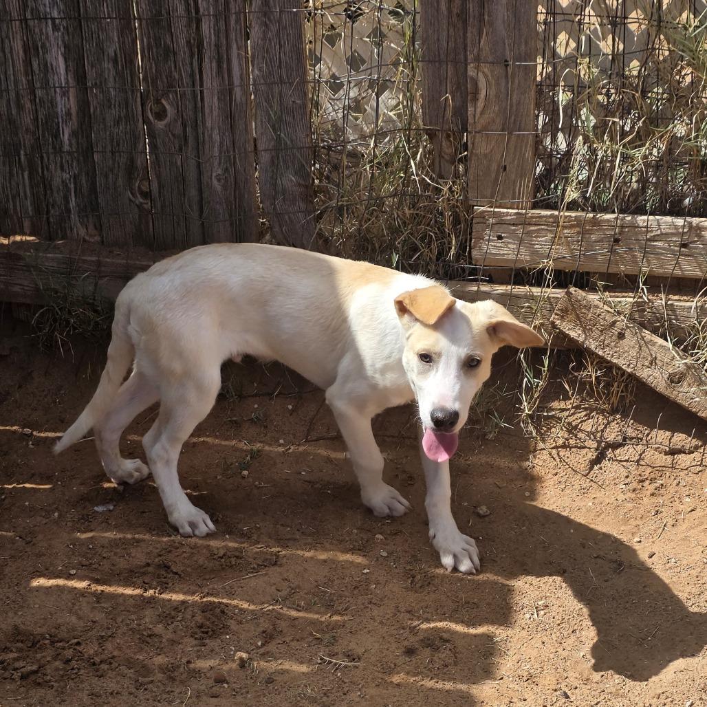 Enlarge Denali, a Adoptable mixed breed in Oxford, ME image 1/5