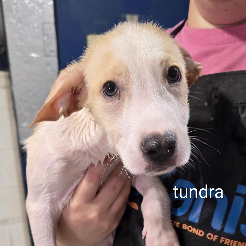 Enlarge Denali, a Adoptable mixed breed in Oxford, ME image 3/5