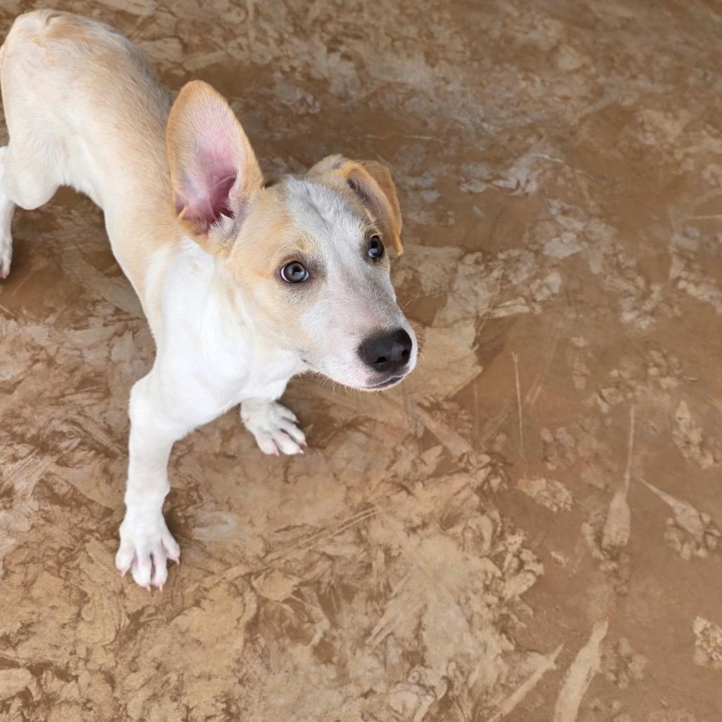 Enlarge Denali, a Adoptable mixed breed in Oxford, ME image 4/5