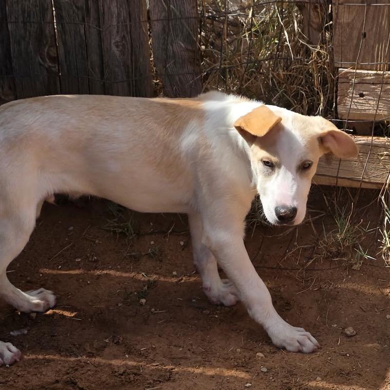 Enlarge Denali, a Adoptable mixed breed in Oxford, ME image 5/5