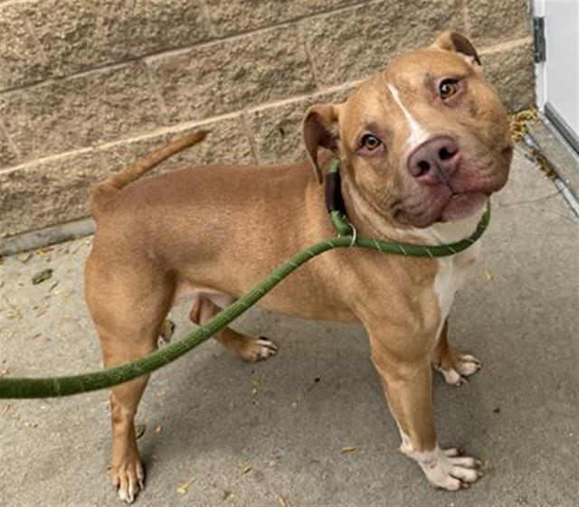 RICO, Adoptable, Young Male Pit Bull Terrier.