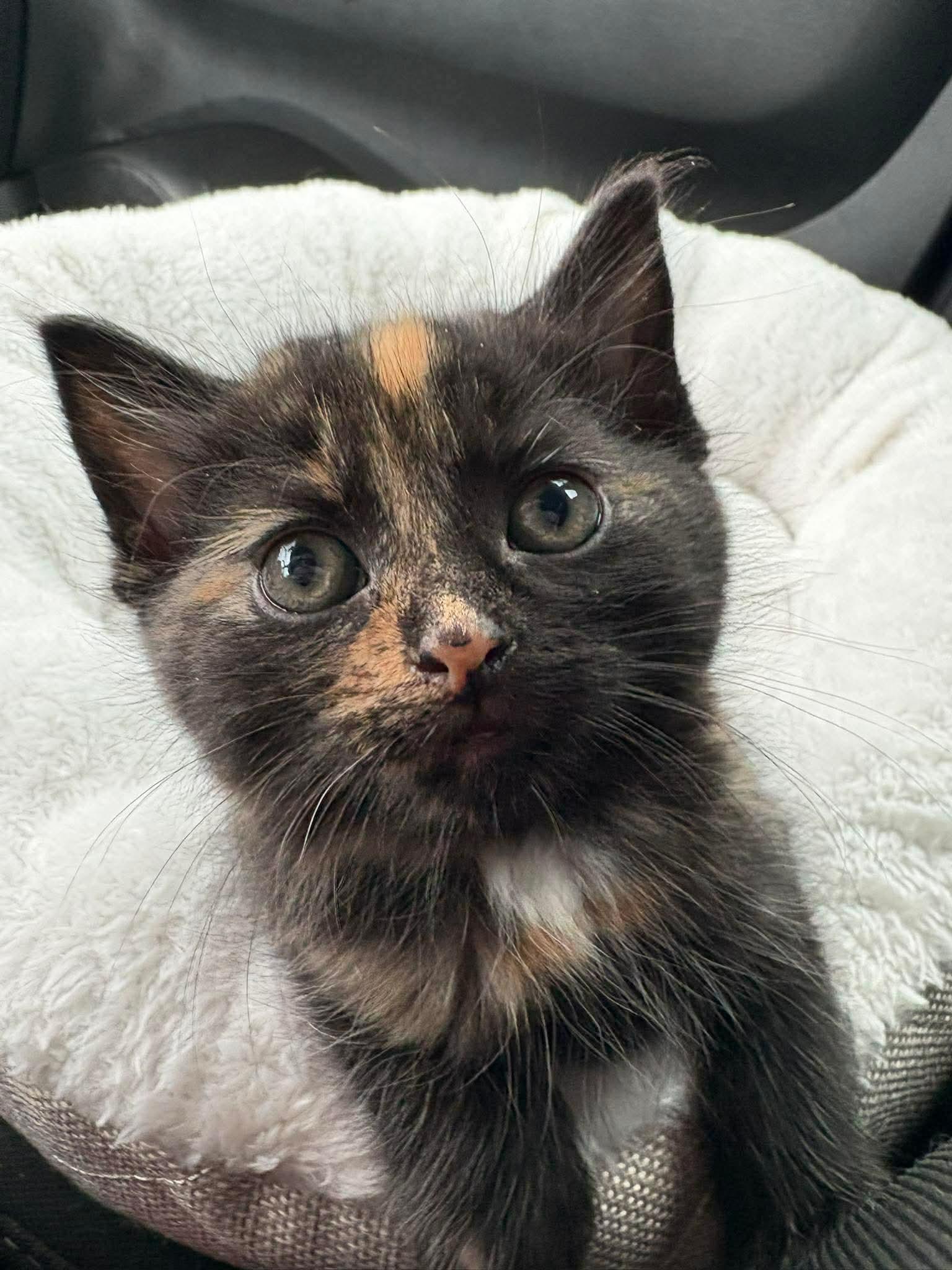 BIRDIE, a Adoptable Domestic Short Hair in Tillsonburg, ON image 2/2