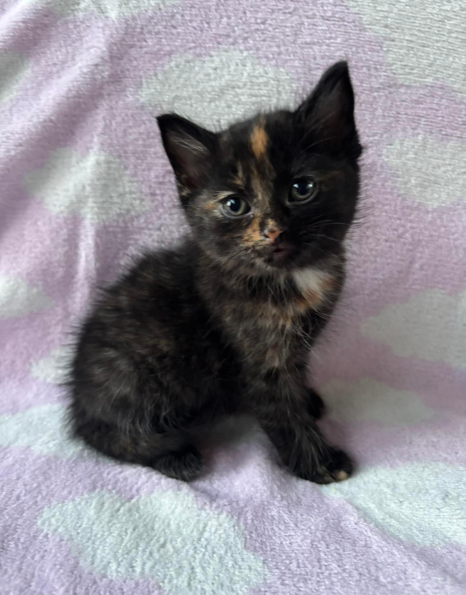 BIRDIE, a Adoptable Domestic Short Hair in Tillsonburg, ON image 1/2