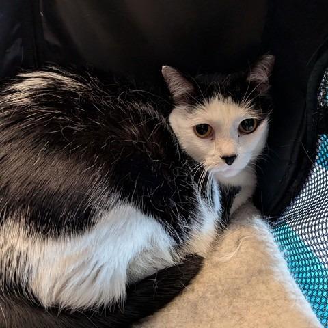 Kate, Adoptable, Senior Female Domestic Short Hair.