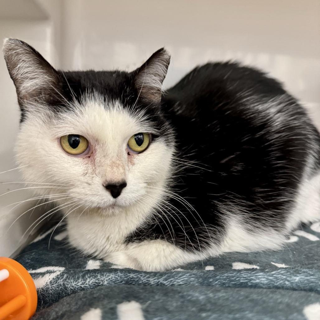 Enlarge Kate, a Adoptable Domestic Short Hair in Saint Louis, MO image 2/2