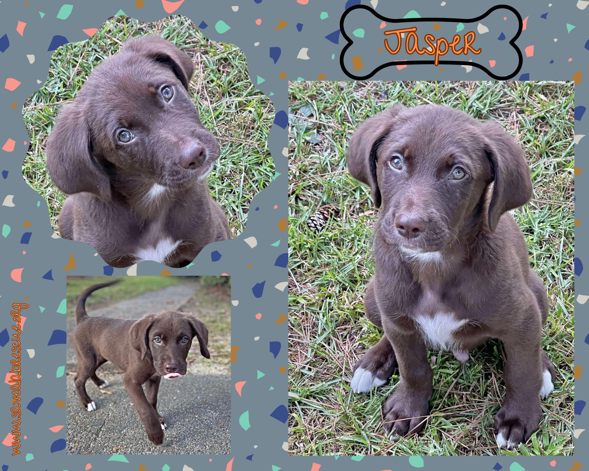 Jasper
