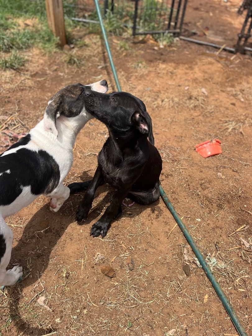Oreo photo 3