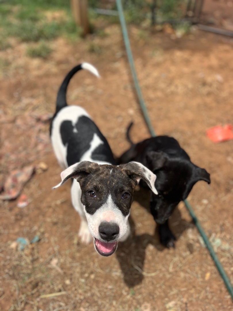 Oreo