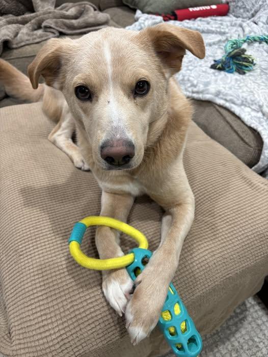 ROVER, Adoptable, Adult Male Shepherd.