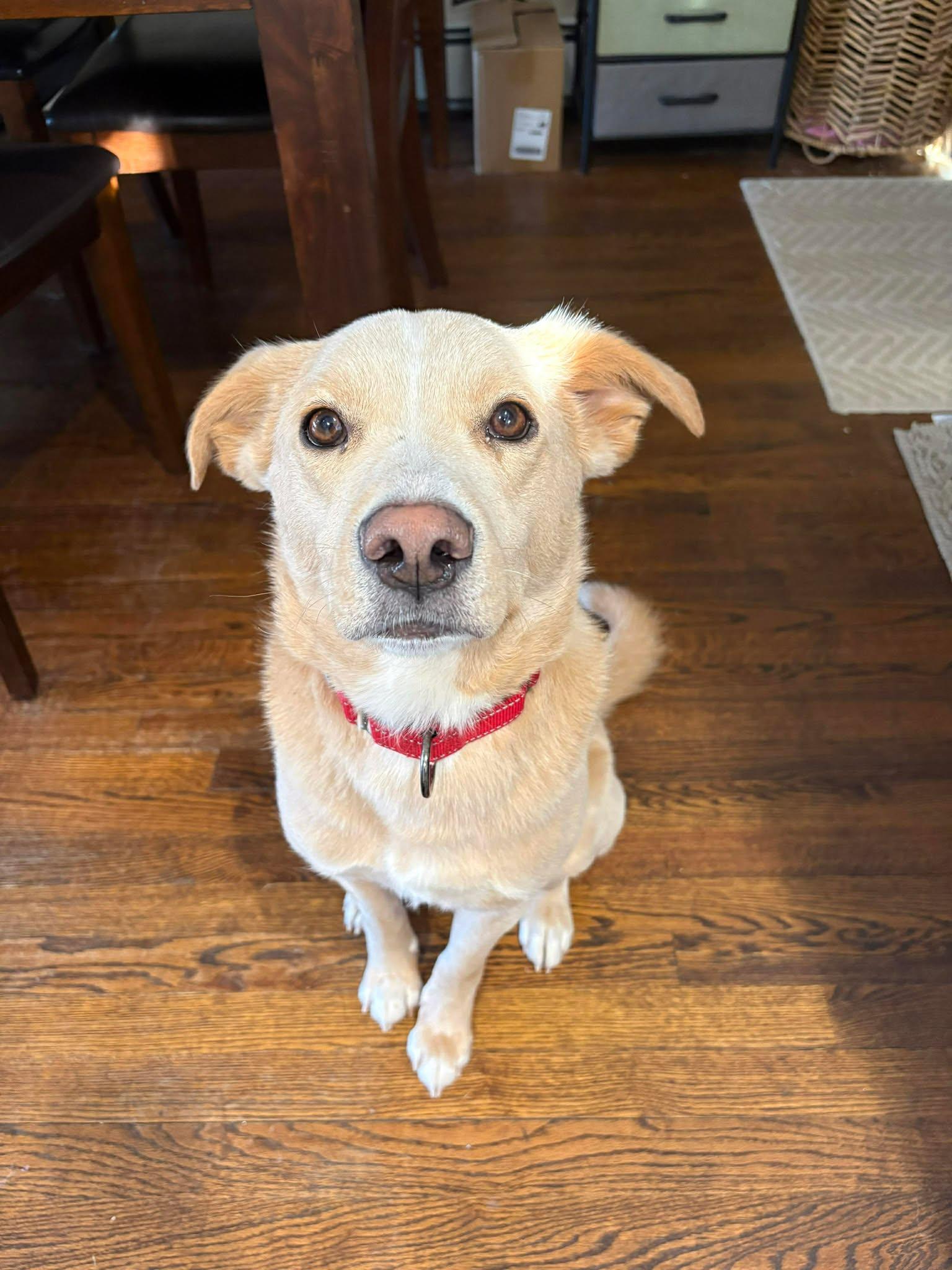 Enlarge ROVER, a Adoptable Shepherd in Holbrook, NY image 2/3