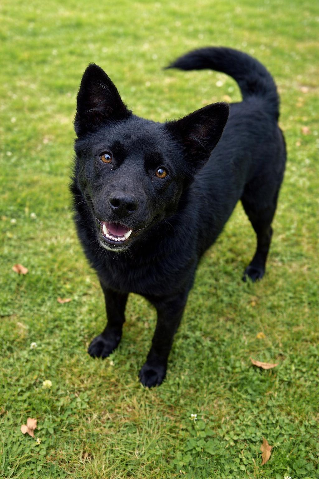 Obi, ADOPTABLE, Young Female Mixed Breed.