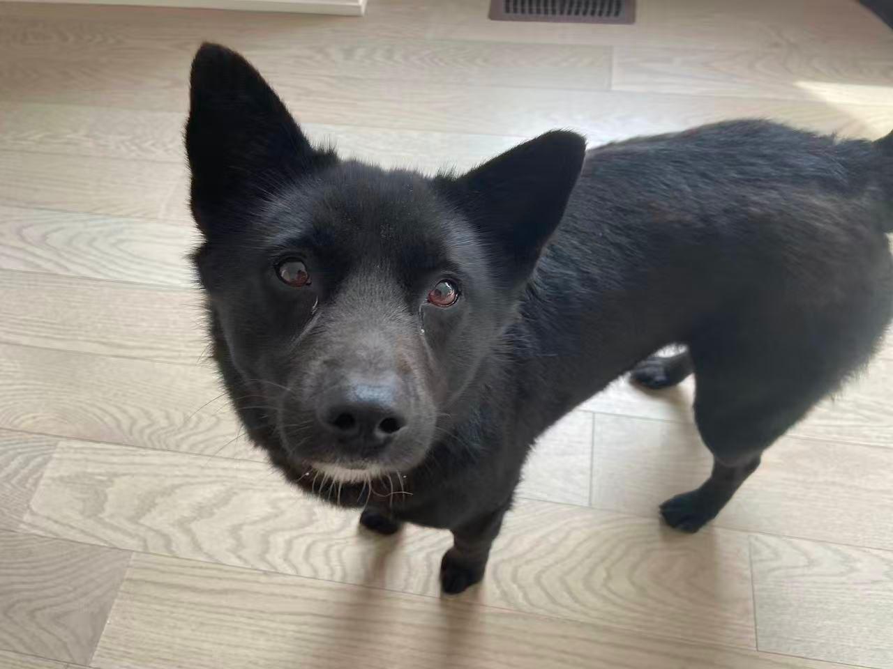 Enlarge Obi (Luna), an adopted Mixed Breed in Markham, ON image 3/3