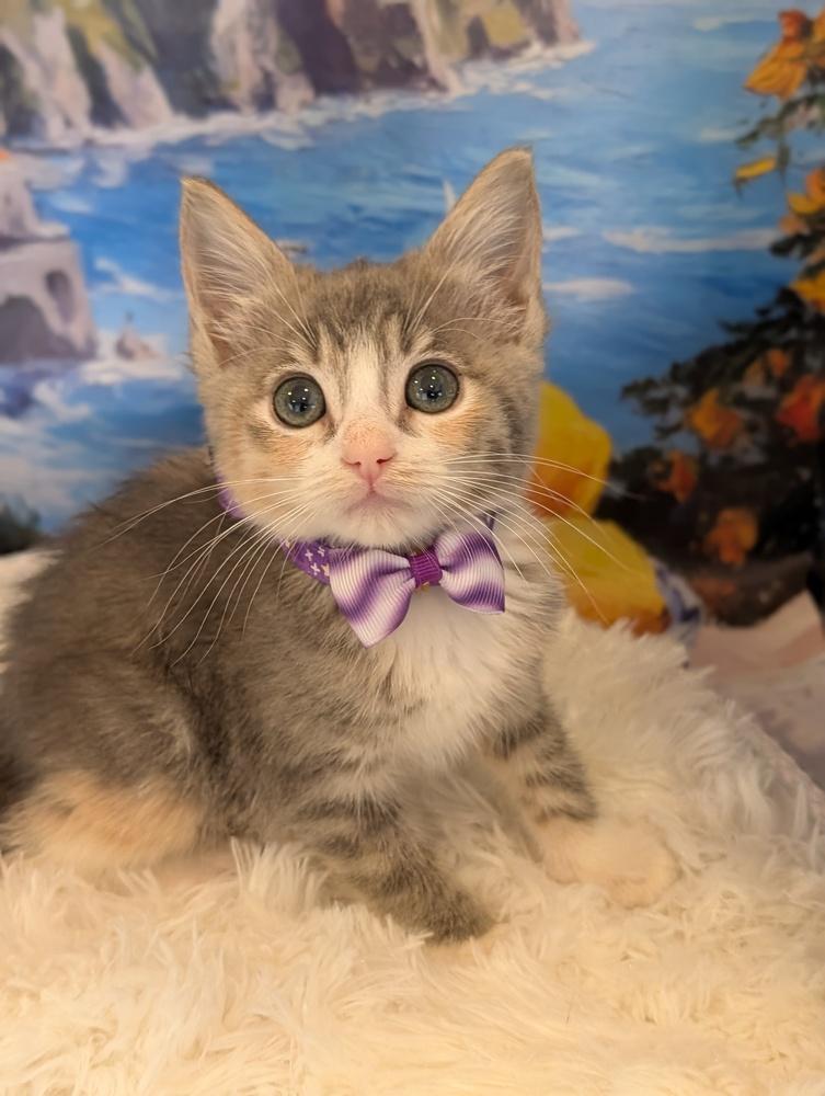 Cabana, Adoptable, Kitten Female Calico & Tabby.