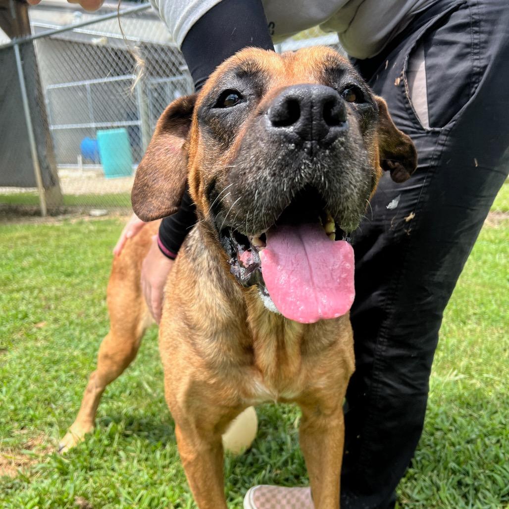 Gerdy, Adoptable, Senior Female Mixed Breed & Mastiff.