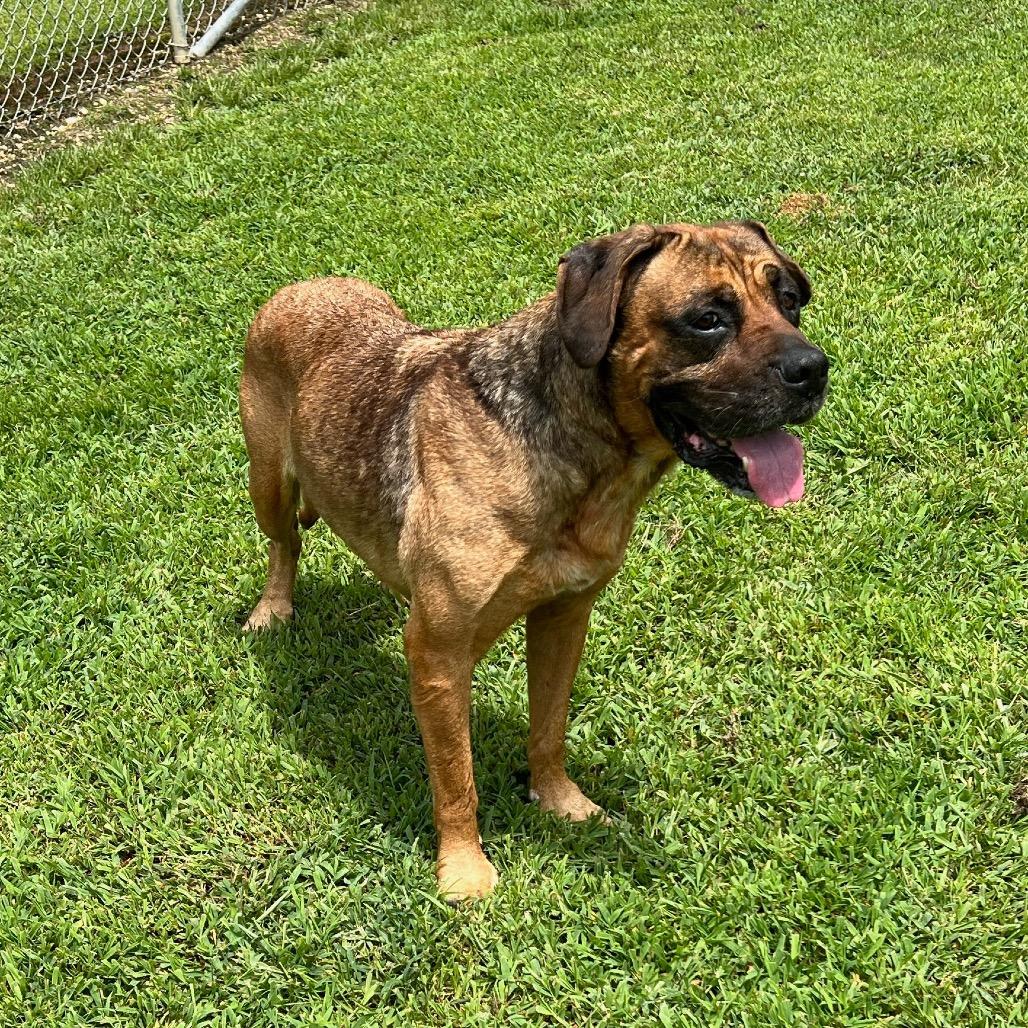 Enlarge Gerdy, a Adoptable mixed breed in Blairsville, GA image 2/6