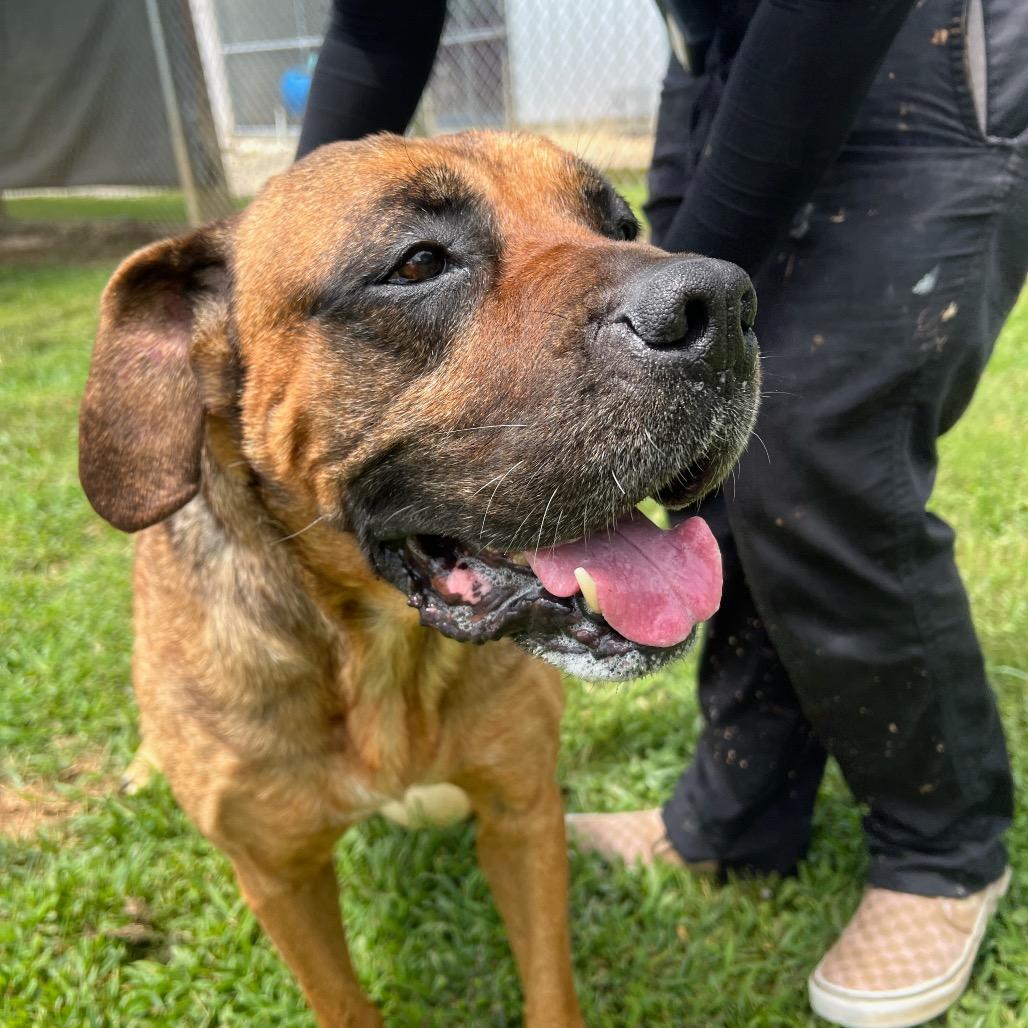 Enlarge Gerdy, a Adoptable mixed breed in Blairsville, GA image 3/6