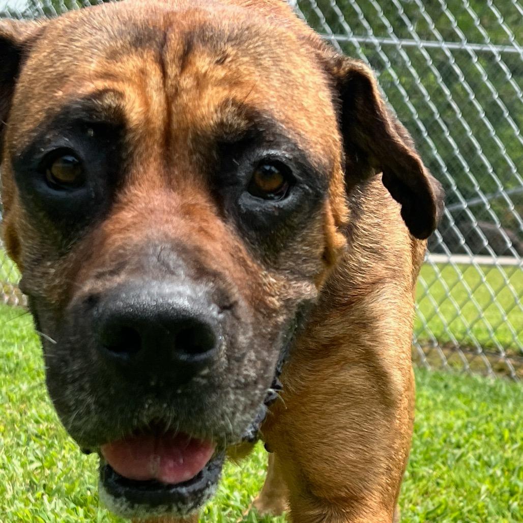 Enlarge Gerdy, a Adoptable mixed breed in Blairsville, GA image 5/6