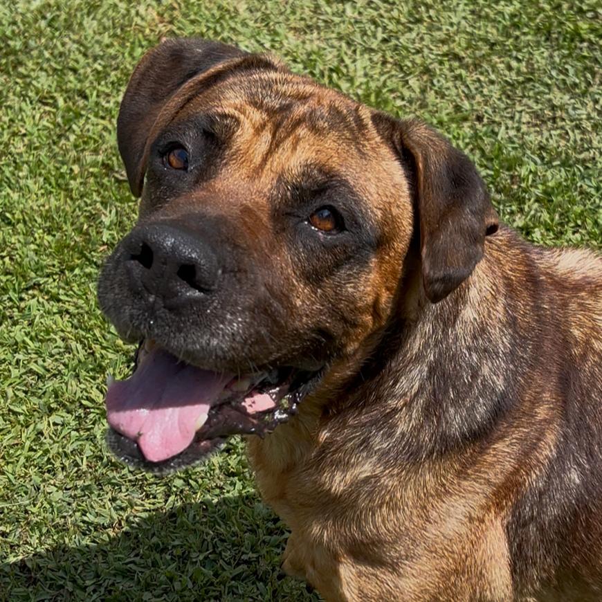 Enlarge Gerdy, a Adoptable mixed breed in Blairsville, GA image 6/6