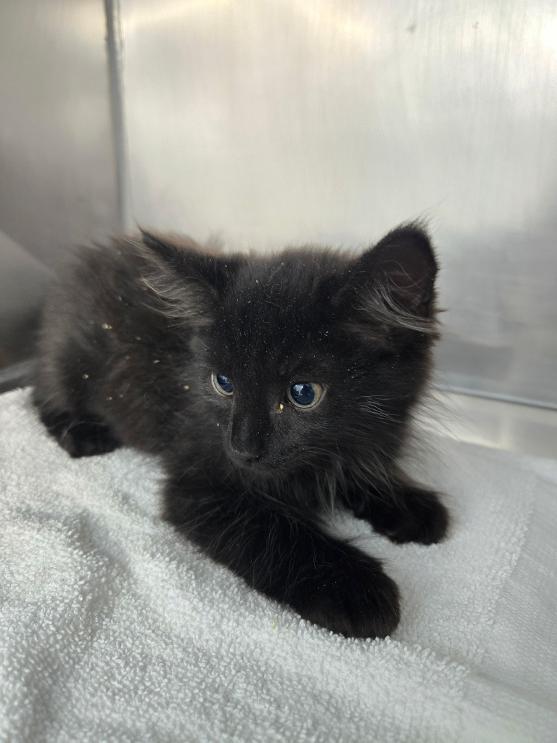 Enlarge Charles, a Adopted Domestic Medium Hair in Mount Vernon, OH image 2/2