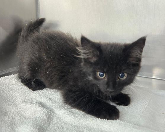 Enlarge Charles, a Adopted Domestic Medium Hair in Mount Vernon, OH image 1/2