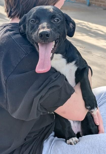 Kakashi, Adoptable, Puppy Male Terrier & Mixed Breed.