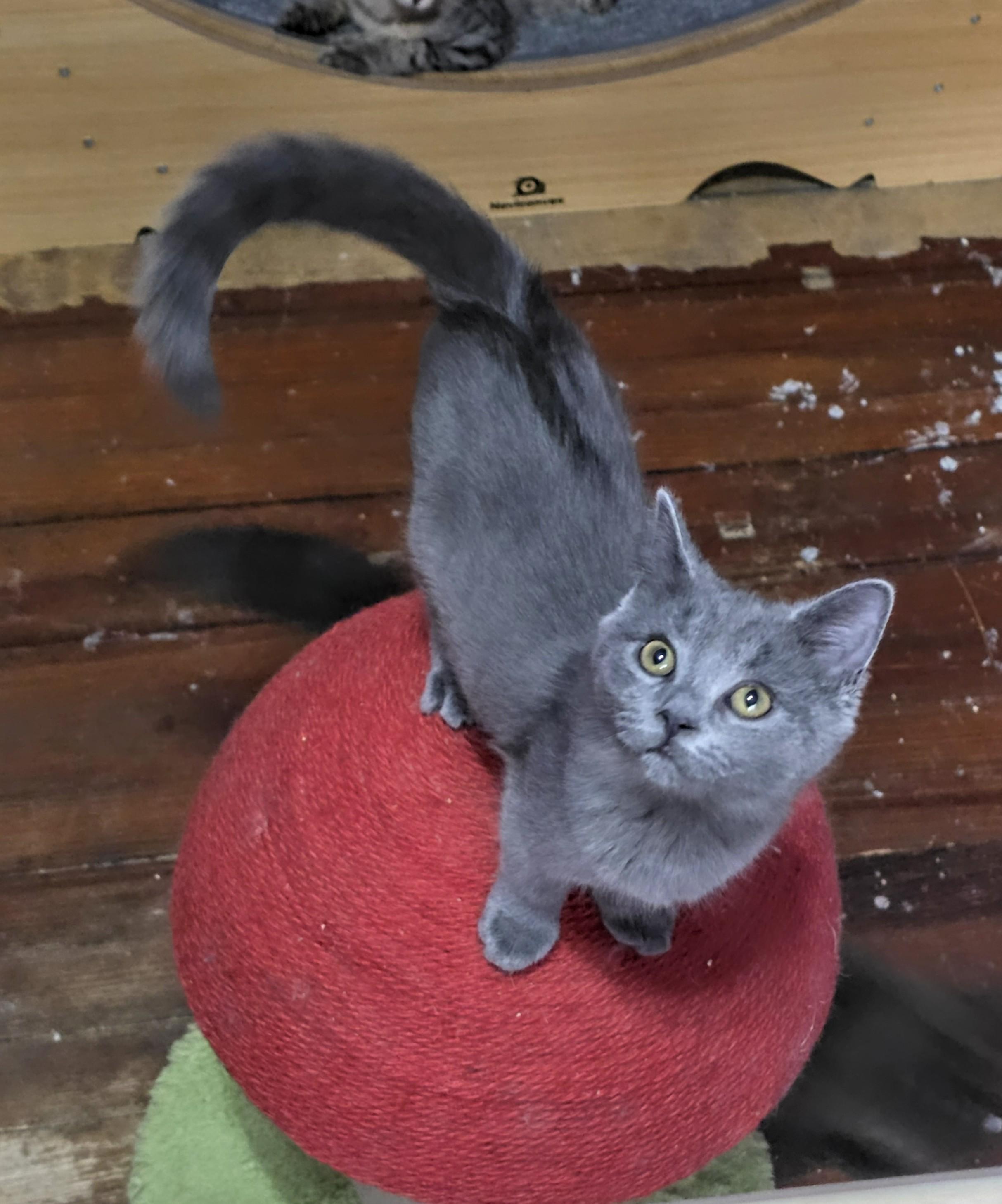 Tessa, ADOPTABLE, Kitten Female Domestic Short Hair.
