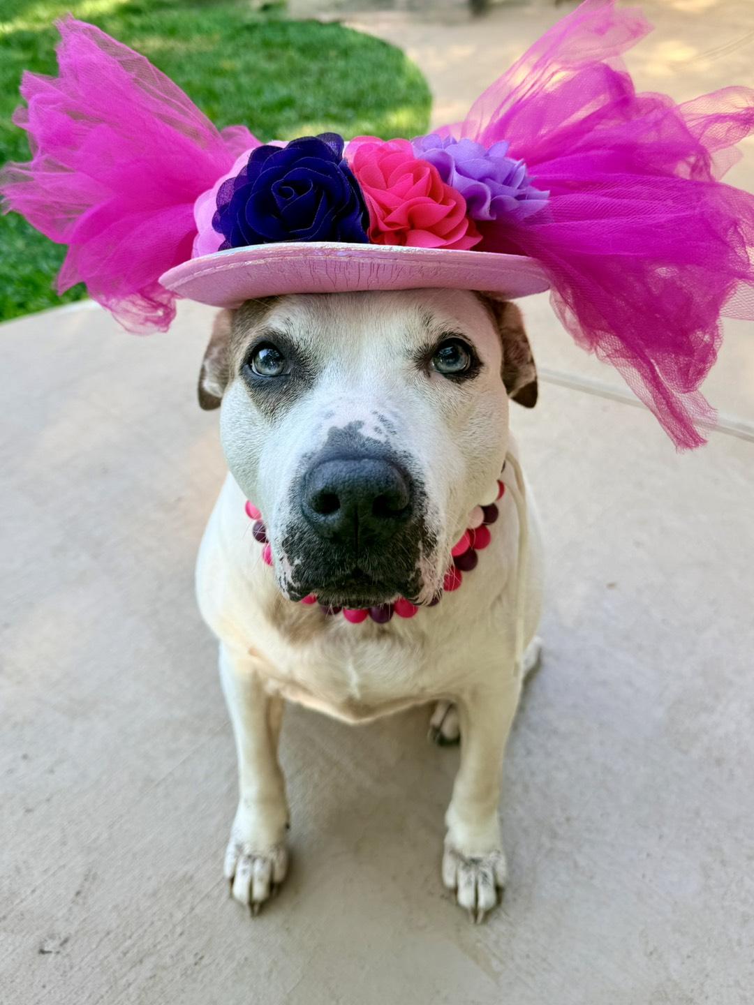 Enlarge Puppycups (Gentle, Loving, Resilient, Affectionate, Calm, and Sweet ), an adopted mixed breed in Willington, CT image 1/4