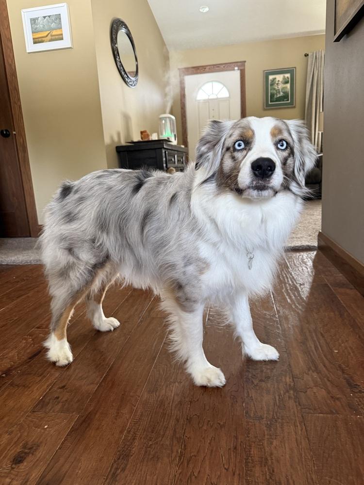 Enlarge 1056 Teeto, a Adoptable Australian Shepherd in South Beloit , IL image 2/6