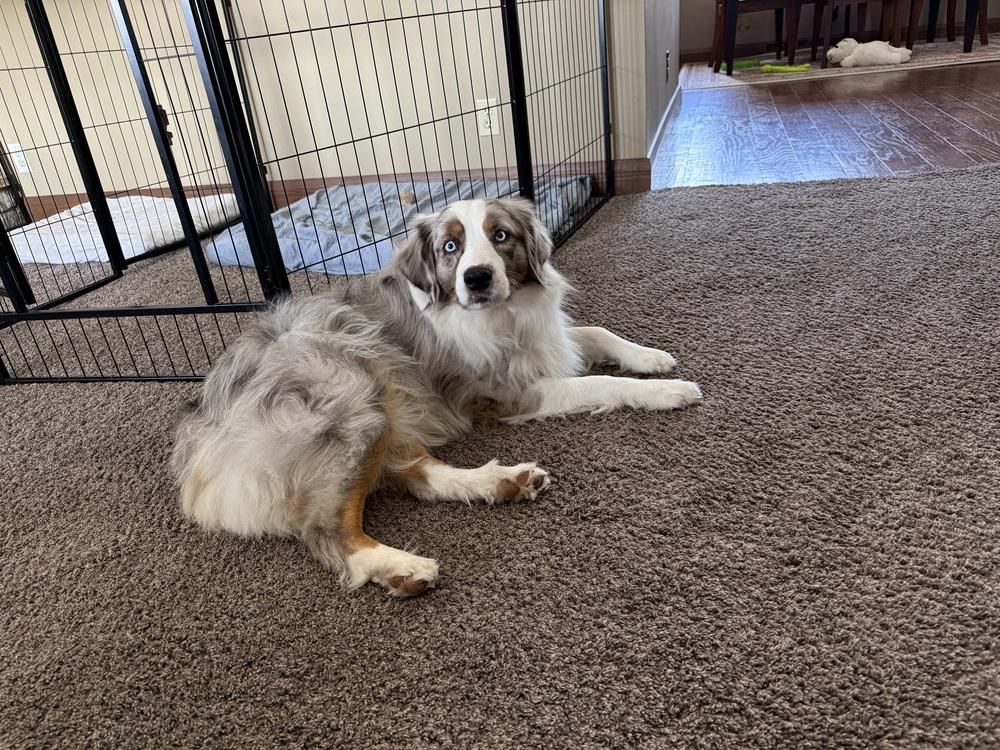 Enlarge 1056 Teeto, a Adoptable Australian Shepherd in South Beloit , IL image 3/6